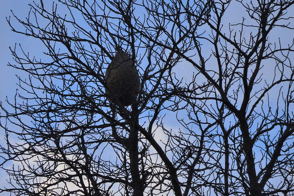 In einer Baumkrone hängt das Nest von asiatischen Hornissen.