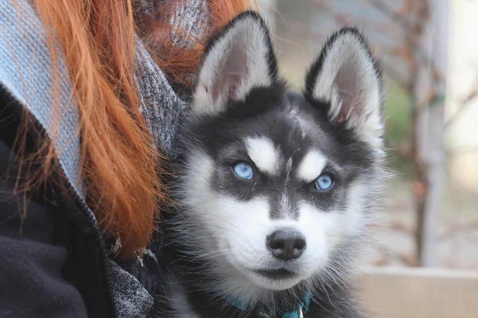 Nachdem ein schwer verletzter Hundewelpe in Weimar gefunden wurde, sucht der Husky bald ein neues Zuhause.