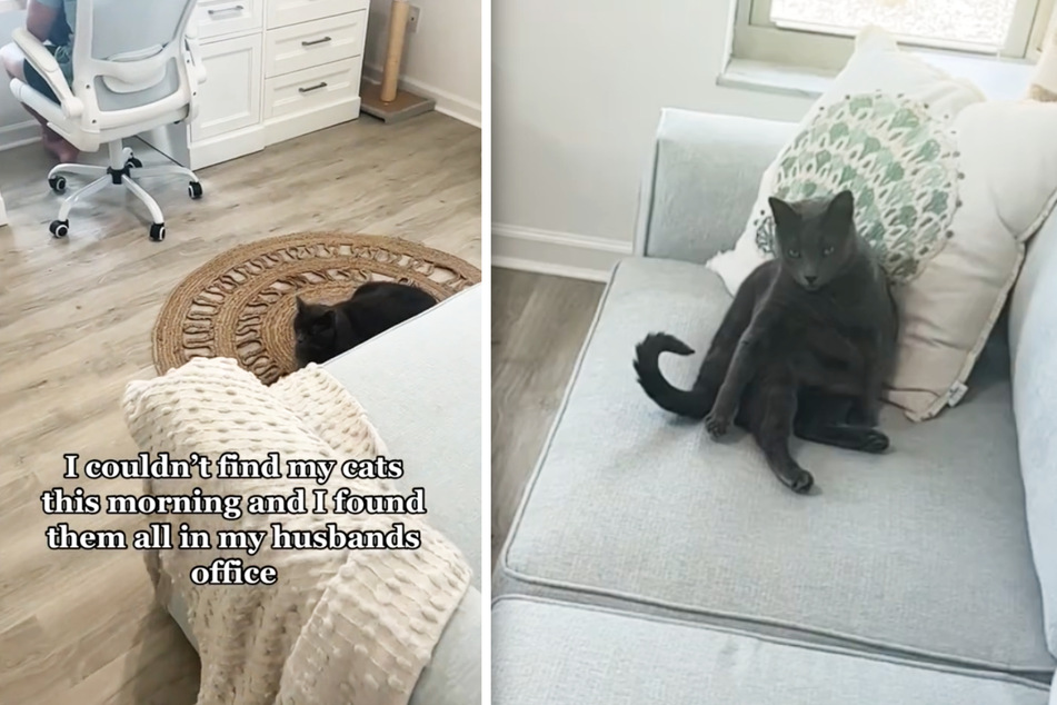 Four cats were spread across their dad's home office in the viral TikTok clip.