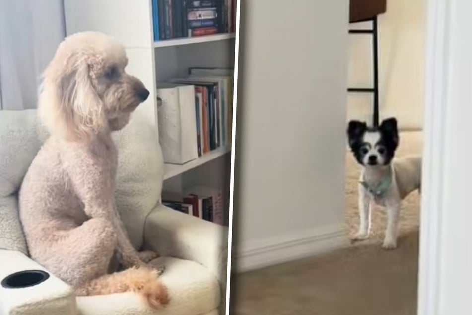 Beleidigt? Goldendoodle-Dame Piper (l.) sitzt in jedem Fall sehr pikiert in ihrem Sessel, als ihre Erzrivalin Trixie in ihren heiligen vier Wänden aufschlägt.