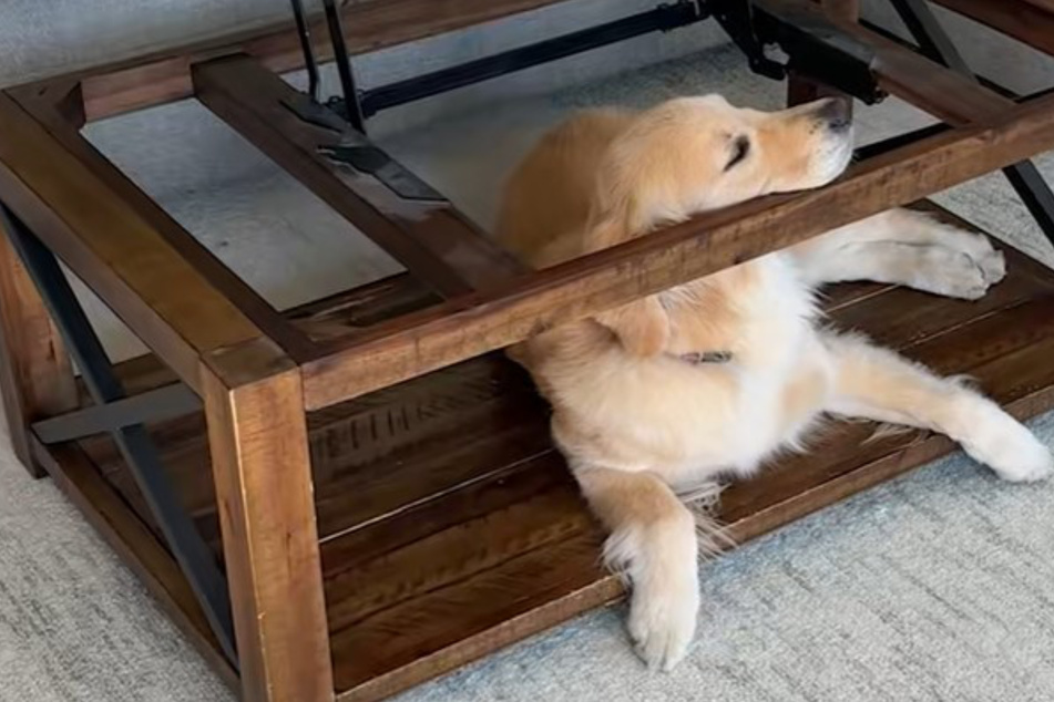 Besitzer wundern sich, was Golden Retriever immer in Couchtisch will: Dann wird ihnen alles klar