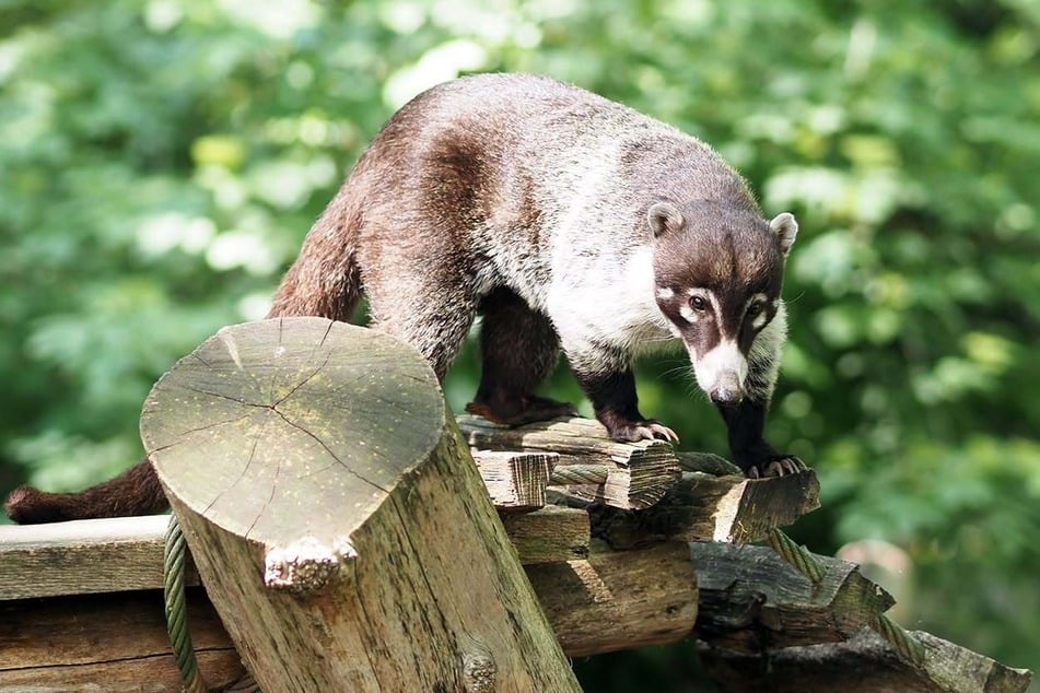 Um für Nachwuchs bei den Nasenbären zu sorgen, hat der Leipziger Zoo aktuell einen Artgenossen aus Hessen zu Gast. Kurios dabei: Er trägt denselben Namen wie das Leipziger Männchen Carlos.
