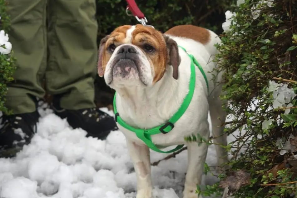Bulldoggen-Mischling Peppi sucht ein neues Zuhause.