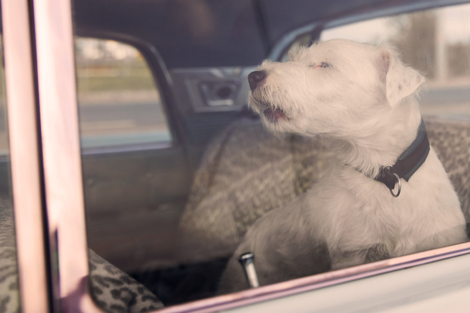 Ein Hund ist bei hoher Hitze nach mehreren Stunden im Auto verendet. (Symbolbild)