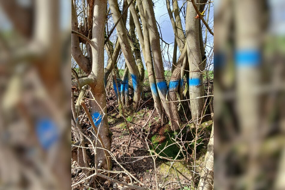 Von den schweren Beschädigungen waren zahlreiche weitere Bäume betroffen.