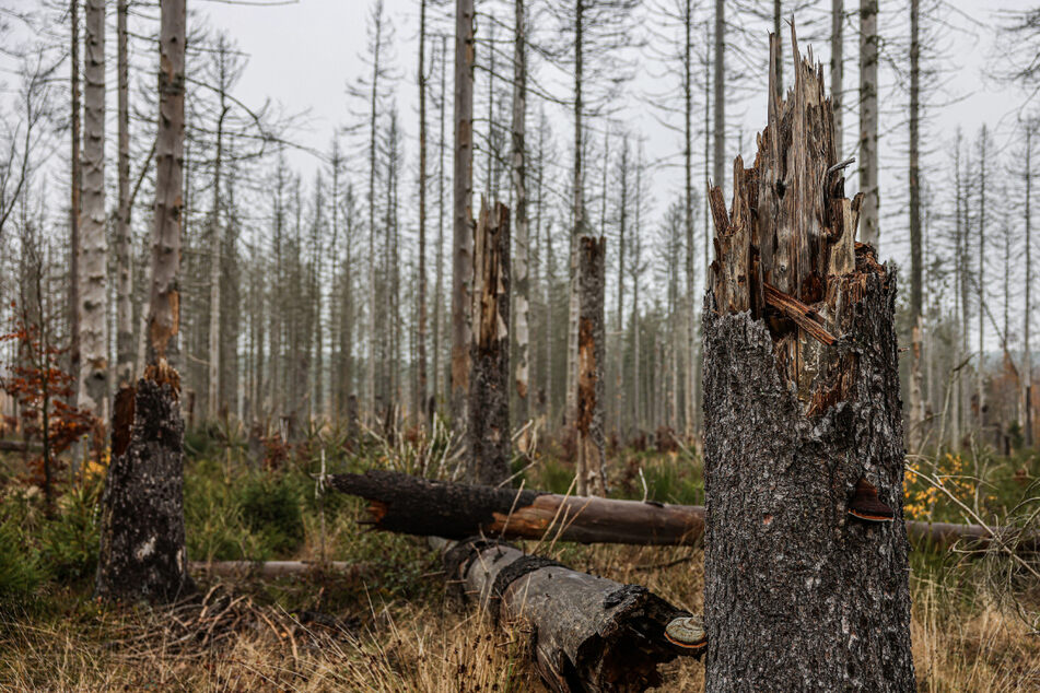 76.000 Hektar: Borkenkäfer sorgt für extreme Waldschäden in Thüringen