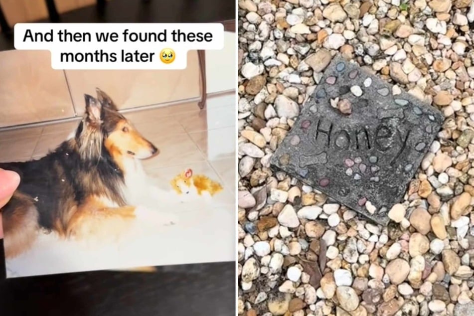 When Krystal Castillo moved into her new home, she had no idea what an emotional discovery she would soon make about a much-loved dog.
