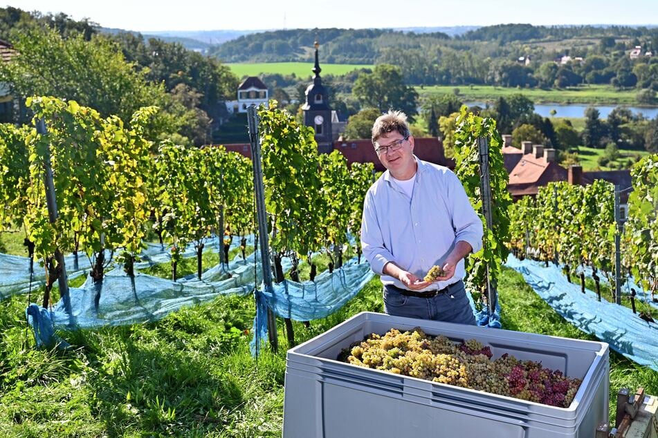 Björn Probst (52), Weingutsleiter von Schloss Proschwitz, bei der Lese im Seußlitzer Closterberg.