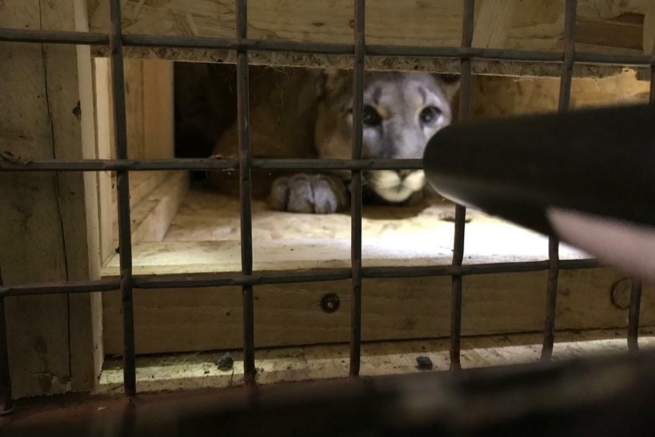 Polizeibeamte hatten den Puma bei einer Kontrolle in Bayern am 15. März dieses Jahres in einer zu kleinen Holzkiste entdeckt.