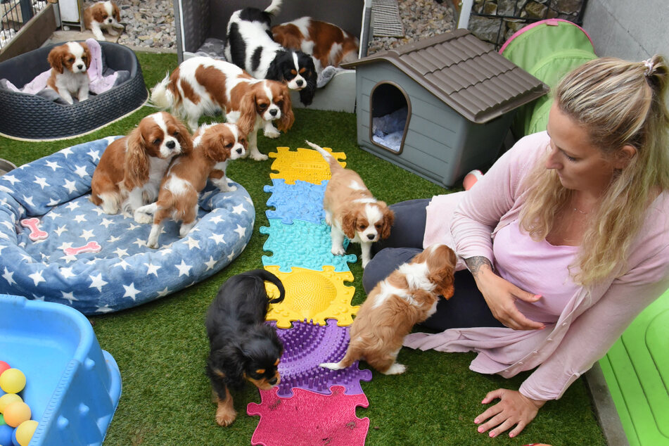 Die Cavalier King Charles Spaniel züchtet sie selbst.