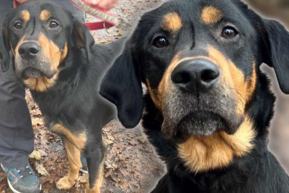Familienhund herzlos ausgesetzt: Jetzt hofft "Riesenbaby" Harry auf einen Neuanfang