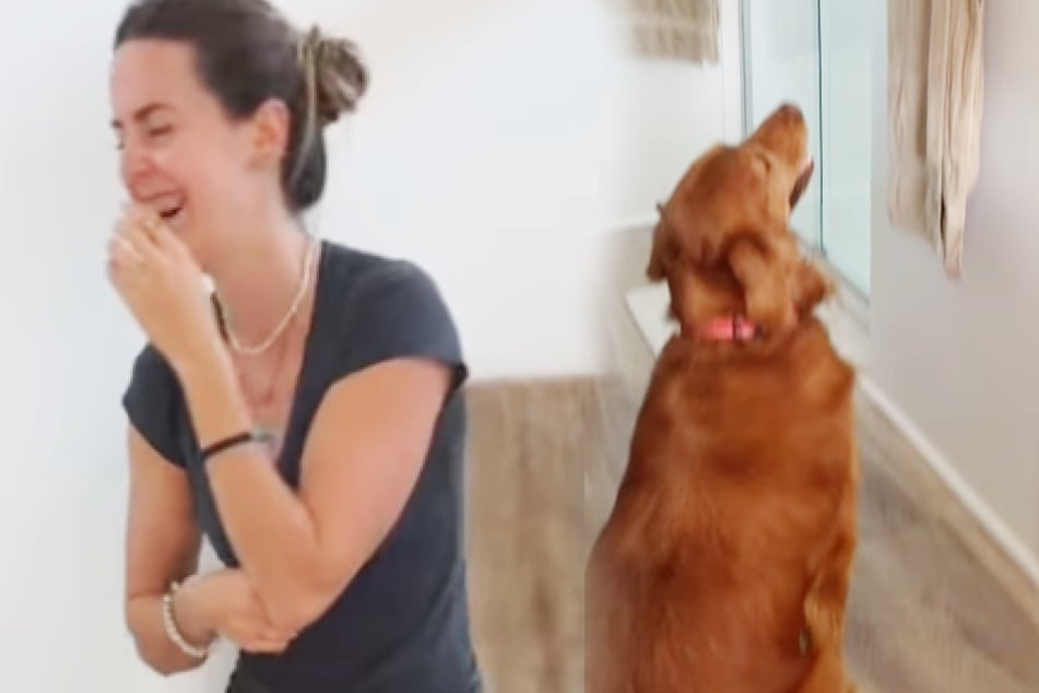 Frau hängt Bilder von Golden Retriever auf: Als der Hund sie bemerkt, fließen Tränen