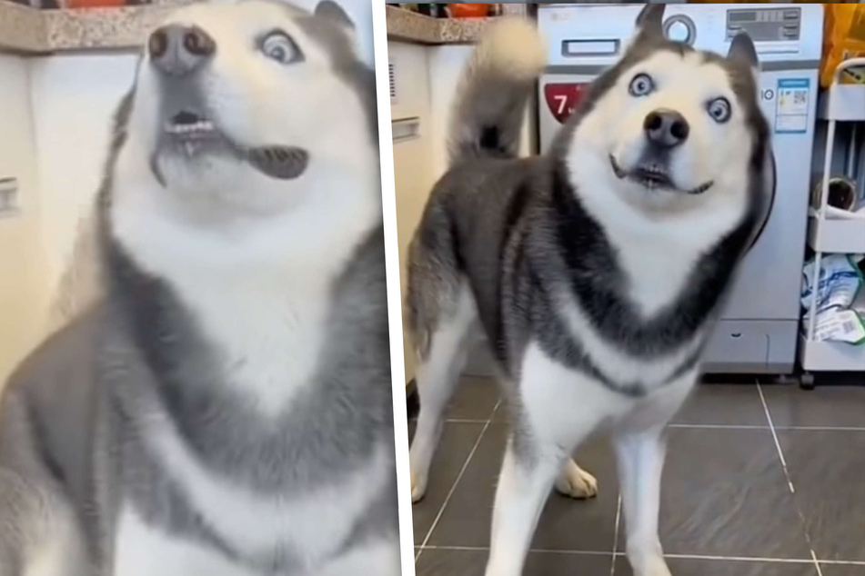 Husky's hilarious chaotic handshake attempt has TikTok gasping for air