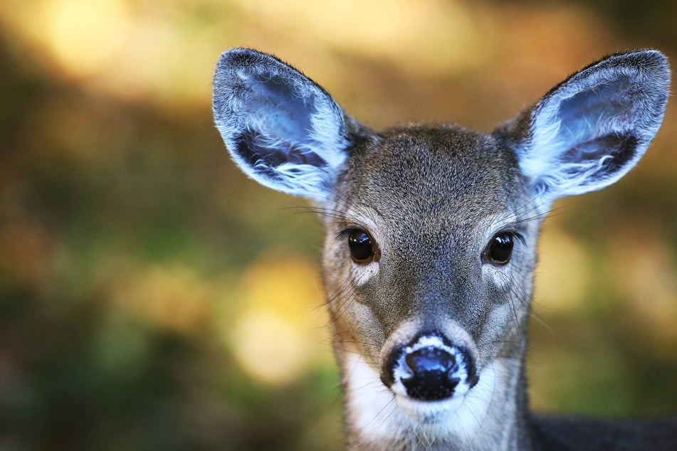 Oh deer! These animals are "frequently infected" by Covid-19, new study finds