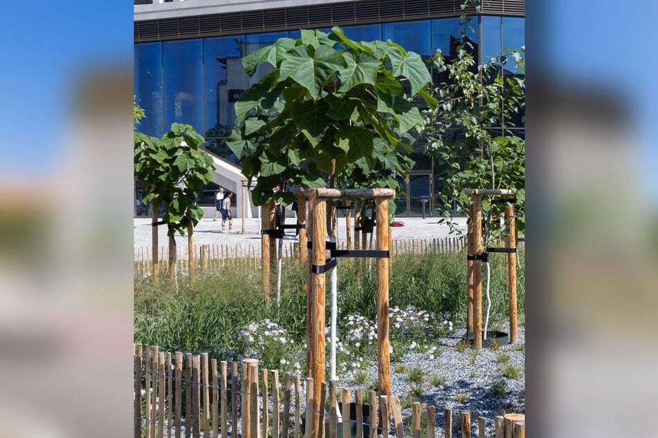 Blauglockenbäume wachsen schnell und brauchen nicht viel Platz.