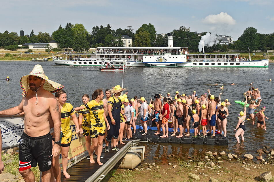 Das Elbeschwimmen begeistert alljährliche Hunderte Dresdner.