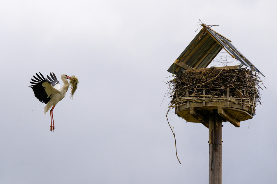 Der Storch fliegt mit Nestbaumaterial im Schnabel zu seinem ehemaligem Nest, das jedoch mit einem Dach blockiert wurde.