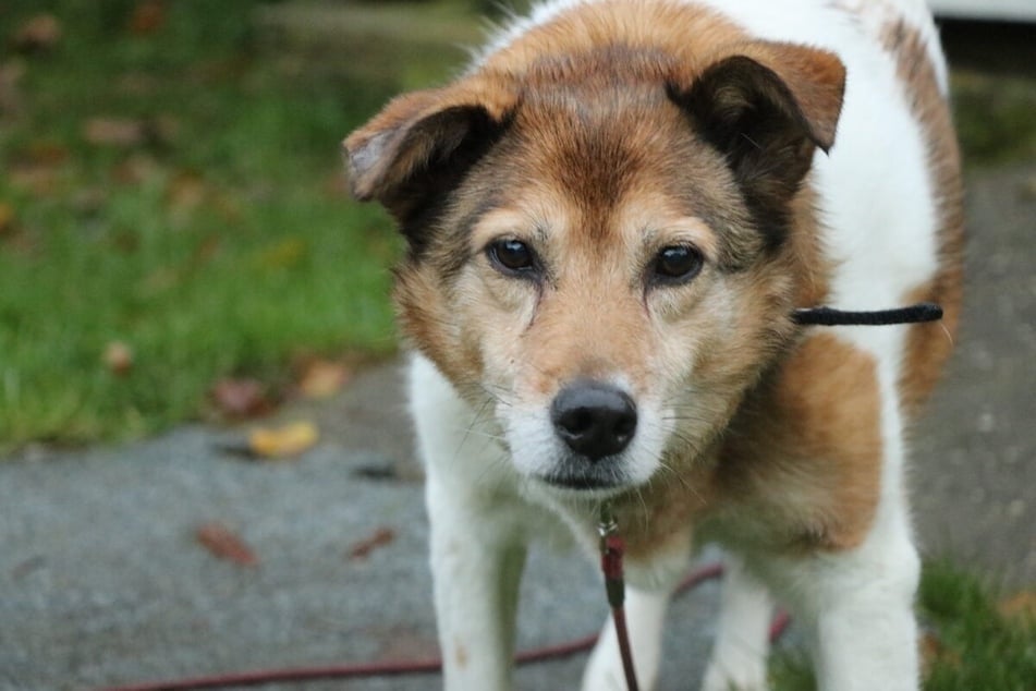 Minnie möchte ihre letzten Jahre in Geborgenheit und Sicherheit bei einer liebevollen Familie verbringen.