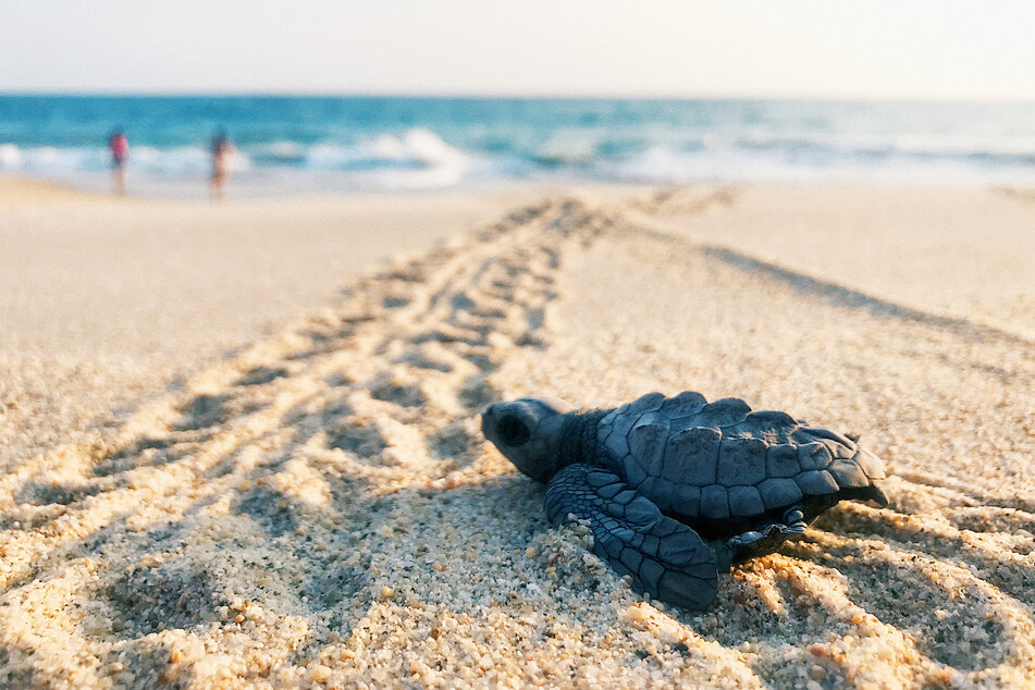 Small baby turtles could have been put in danger during the operation (symbol image).