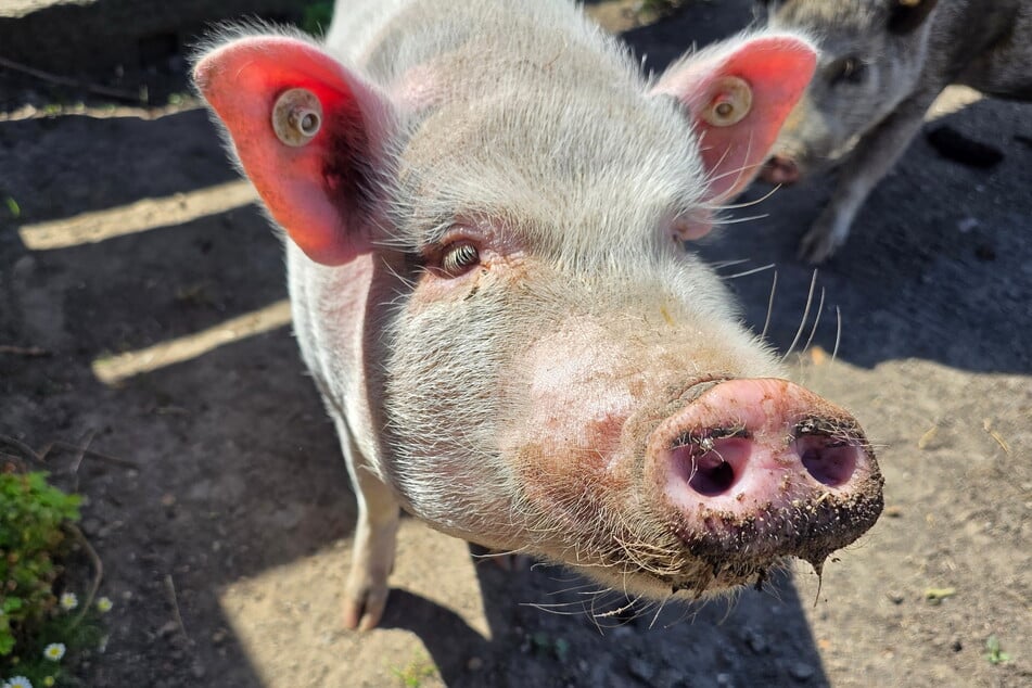 Etliche Nutztiere, darunter Schweine, Schafe und Ziegen, leben auf dem Bauernhof. Junge Dresdner und ein Landwirt versorgen die Tiere.