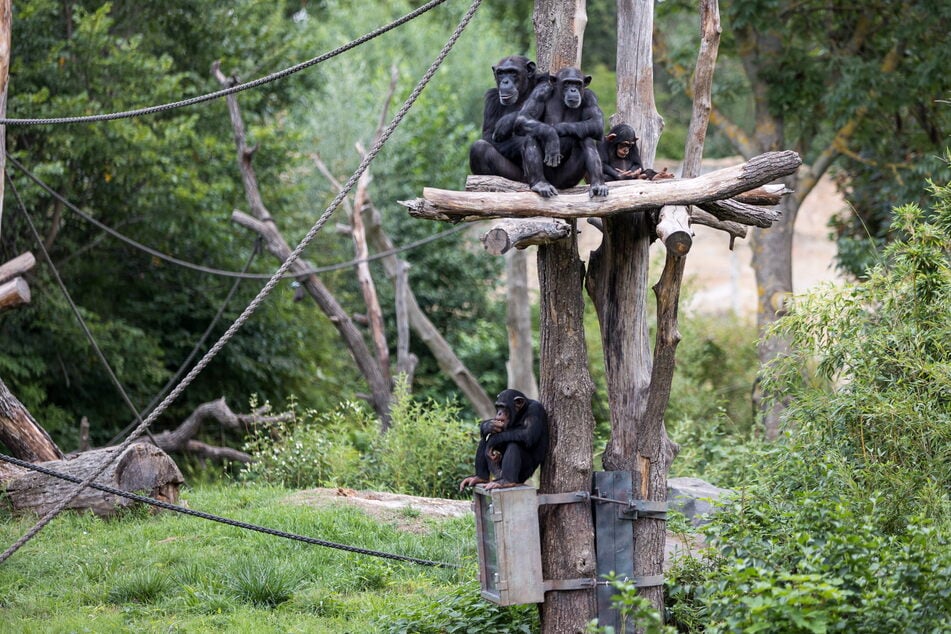 Hier leben alle vier Menschenaffenarten. Das findet man nur im Leipziger Tierpark.