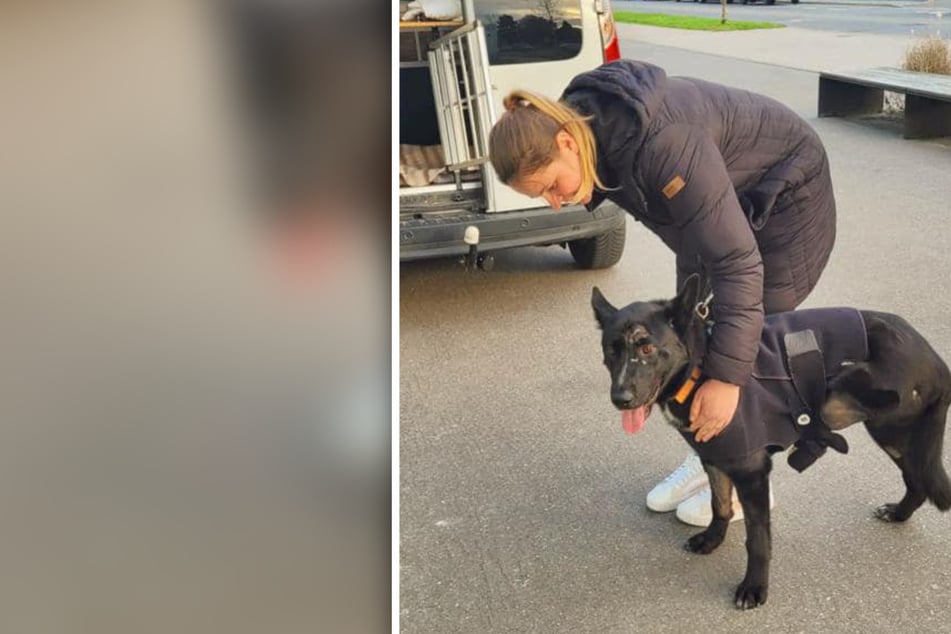 Nach tragischem Zug-Unfall: Dreibeiniger Überlebens-Künstler Floki bekommt Beinprothese!