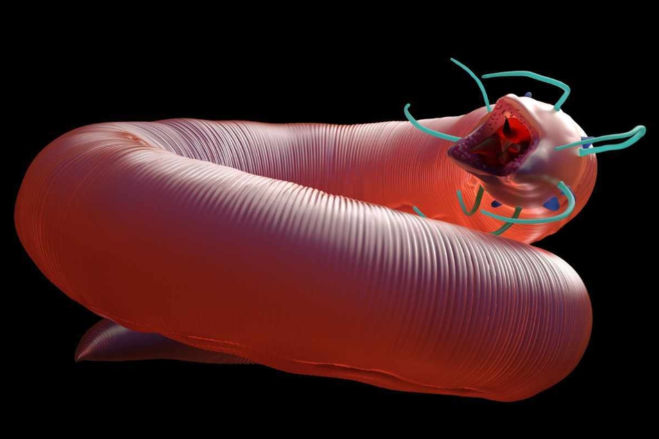 Offenbar hat die Natur ein Faible für penisartige Lebewesen: Auch dieser Nematoden-Wurm hat eine phallische Gestalt.