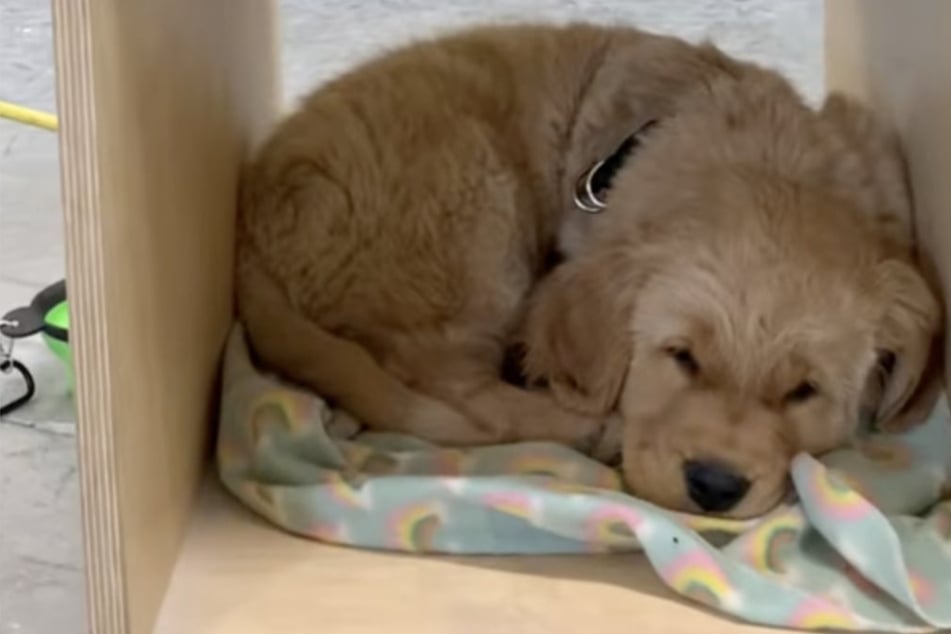 Golden Retriever acompaña a su dueño mientras escalan: su presencia derrite corazones.