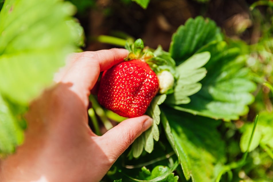 Saftig-süße Erdbeeren direkt aus dem Garten naschen. Für diesen Luxus musst Du einfach nur Erdbeeren pflanzen.