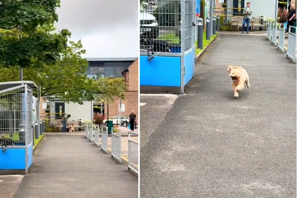 Robins Hündin "Sandy" erwartet Robin nach seiner langen Schicht im Krankenhaus.