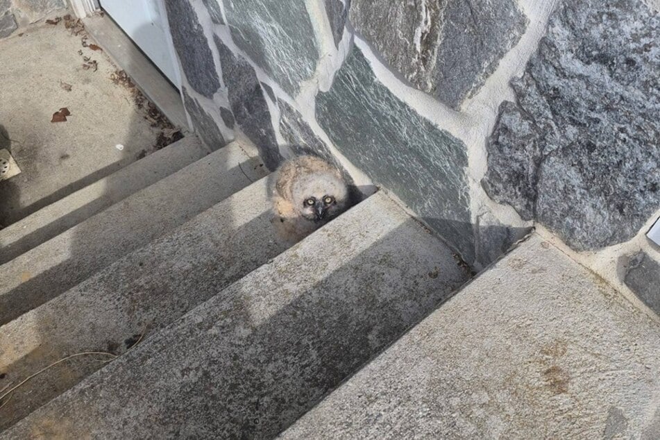 Das Eulenbaby war völlig allein, als es gefunden wurde.