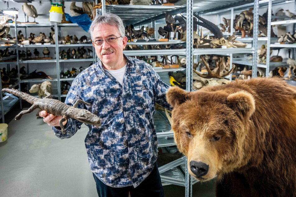 Herr der ausgestopften Tiere: Naturkunde-Museumschef Ronny Rößler (58) im Keller mit Krokodil-Baby und Braunbär.
