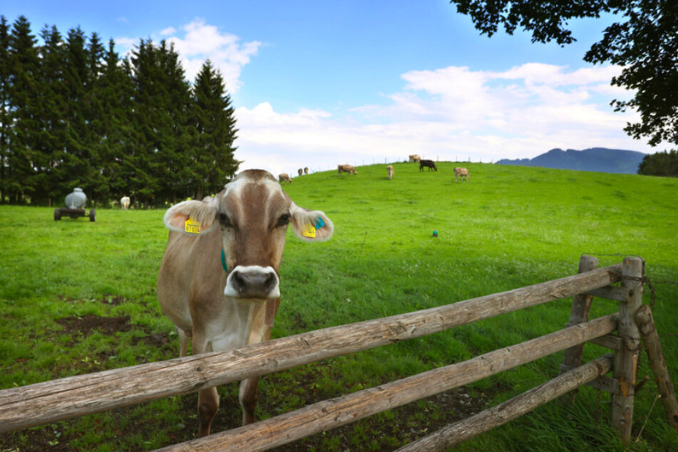 Kühe stehen auf einer Allgäuer Weide im Sonnenschein. Dank sommerlicher Temperaturen und wenig Schnee hat auf fast allen Alpen und Almen in Bayern wieder die Weidesaison begonnen.
