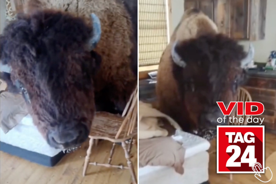 Today's Viral Video of the Day features a bison who broke into a TikTok user's home!