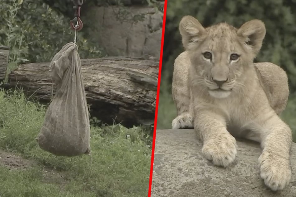 Quirliger Haufen: Leipziger Löwen-Babys gehen Tierpflegern "auf den Sack"