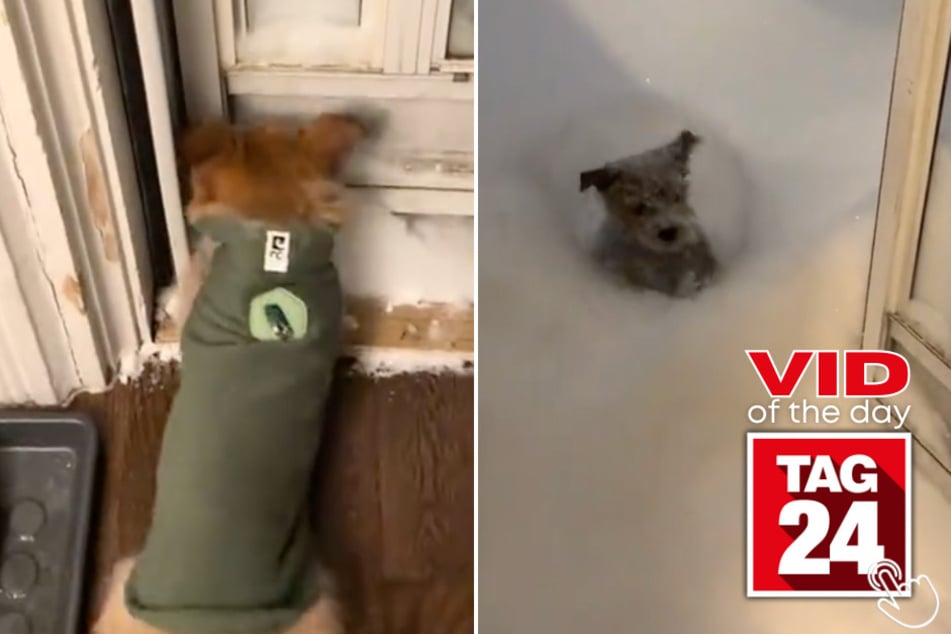 This pup was SO ready for a snow adventure... until he realized it was feet deep!