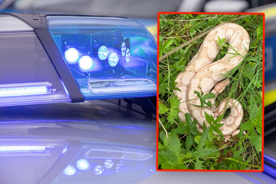 Königspython im Wald entdeckt: Polizei rückt aus, doch Schlange will fliehen