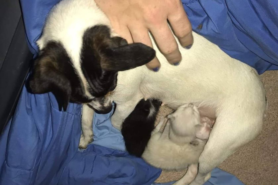 Herzergreifend: Hunde-Mama Keeper mit ihren Katzen-Kindern.