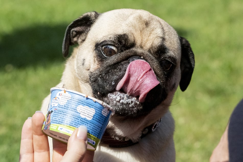 Ein Leberwurst-Eis tut den Vierbeinern gut. (Symbolfoto)