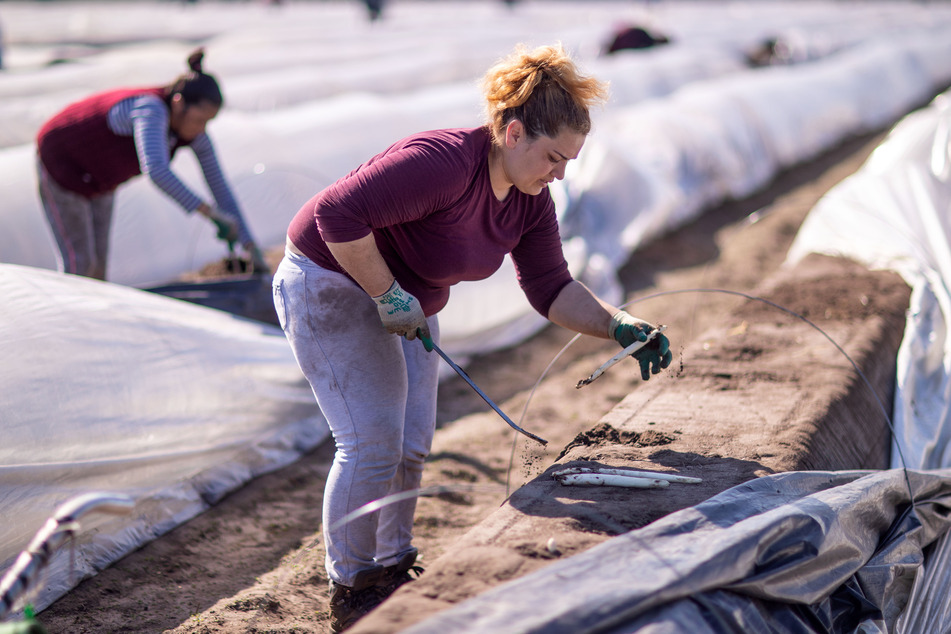 Spargel-Stechen ist eine schwere körperliche Arbeit, die zudem Geschick und Erfahrung verlangt. Nur wenige Erntehelfer aus Deutschland melden sich für diese Jobs.