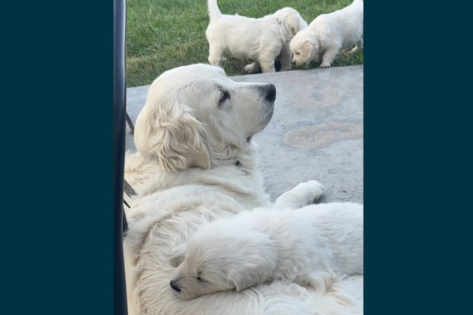 Im zweiten Teil des Videos zeigt Hunde-Seniorin Lucy doch noch ihre sanfte Seite.