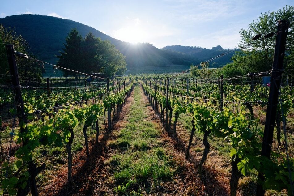 Das Landschaftsbild in Baden-Württemberg wird stark vom Weinanbau geprägt.