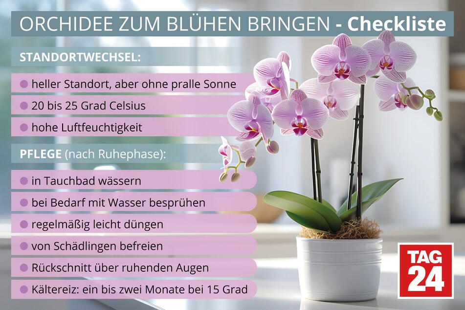 Mithilfe dieser Checkliste kann man eine Orchidee wieder zum Blühen bringen.