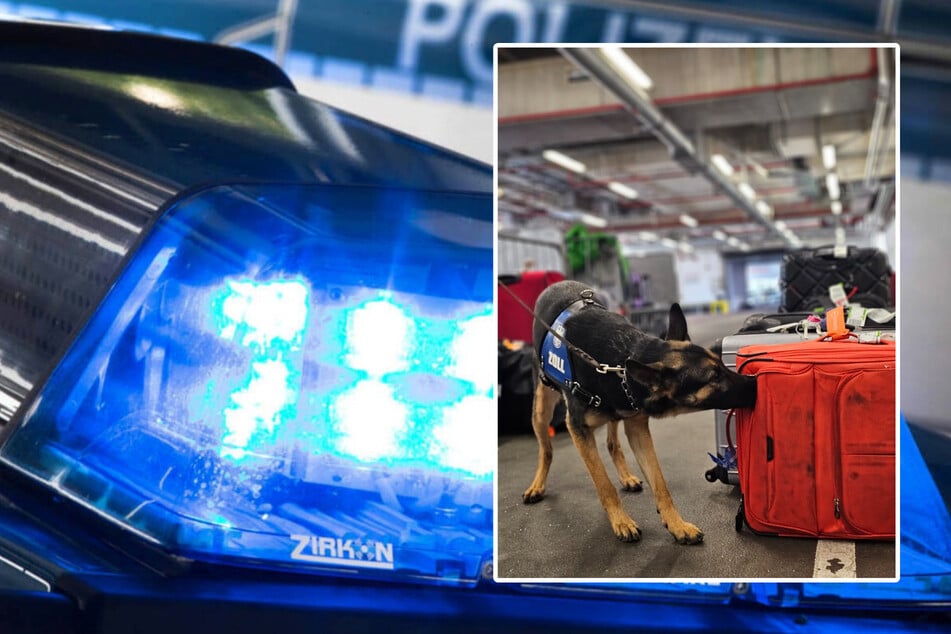 Dank dreier Zoll-Hunde konnten am Frankfurter Flughafen 150 Kilogramm Drogen sichergestellt werden.