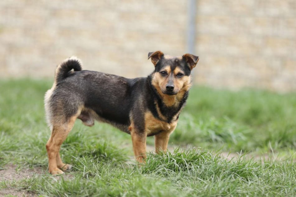 Knolle ist gestresst, wenn viele und wechselnde Hunde um ihn herum sind.