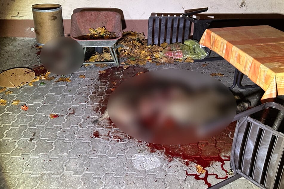 Vier Tiere mussten von Jägern erschossen werden.