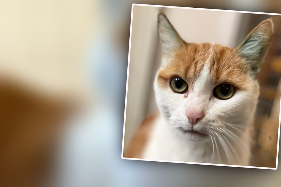 Katze landet nach dem Tod ihres Besitzers im Tierheim: Wer gibt der "Lady in red" ein neues Zuhause?