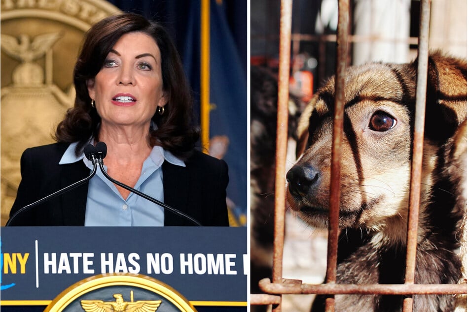 Gov. Kathy Hochul signs law banning breeder sales in NY pet stores