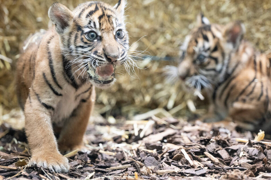 Sumatra-Tiger sind einer sehr selten gewordene Art und stark vom Aussterben bedroht.