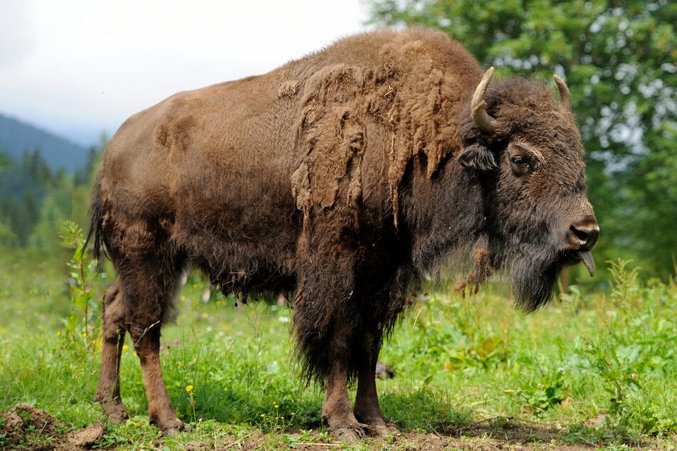 Der Bison nahm den Touristen auf die Hörner. (Symbolbild)